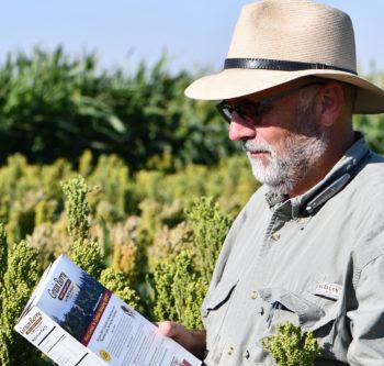 Bill Rooney stands in a grain sorghum field. - Kay Ledbetter/Texas A&M AgriLife