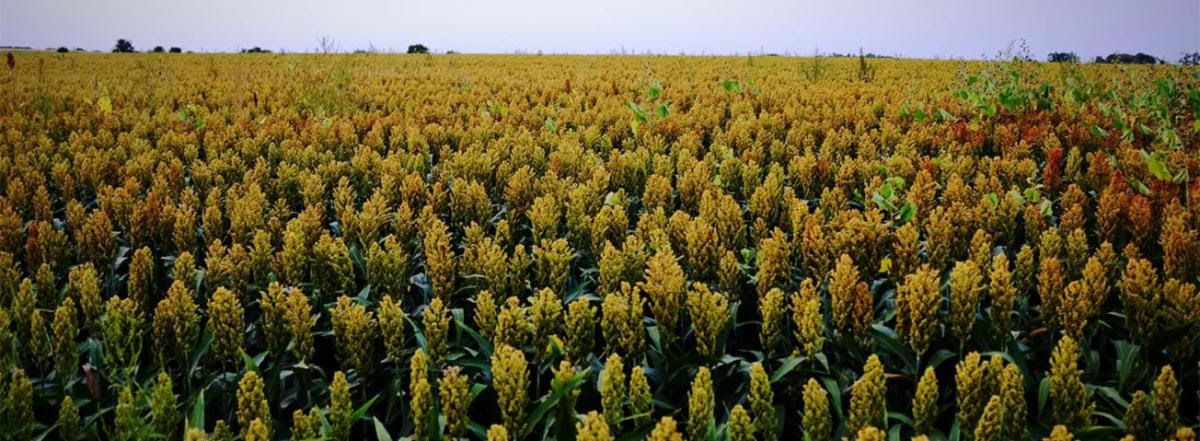 Sorghum production susceptible to yield damages from extreme heat