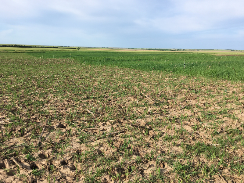 Comparing grazed and non-grazed portions of a cover crop field in Alexander, KS. This study focused on semi-arid environments like the Great Plains in the United States. Credit: Augustine Obour.