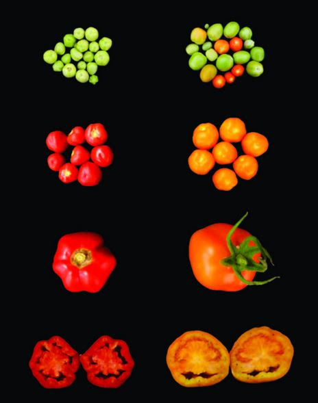 A team of KAUST plant scientists introduced a single gene of the carotenoid pathway into tomatoes, leading to an increase in crop yield, nutritional value and stress tolerance (wild type tomatoes on the top, tomatoes expressing LCYB on the bottom). - Credit: © 2022 Juan C. Moreno.