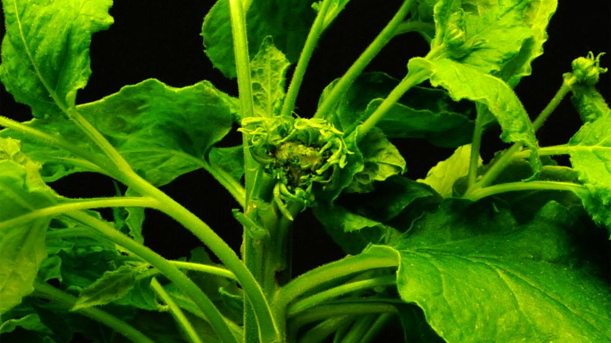 Tweaking one plant gene can increase desirable traits, but changing the same gene in another type of plant may not yield the same result. A tobacco plant with a mutation engineered in the clv3 gene makes larger and more numerous stems, branches, and flower tissues. CSHL researchers discovered the same mutation in evolutionarily-related plants produces different effects. Image: Choon-Tak Kwon/Lippman lab