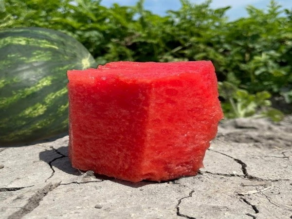 Watermelon seedless variety “Essence” adapted to semi dryland farming