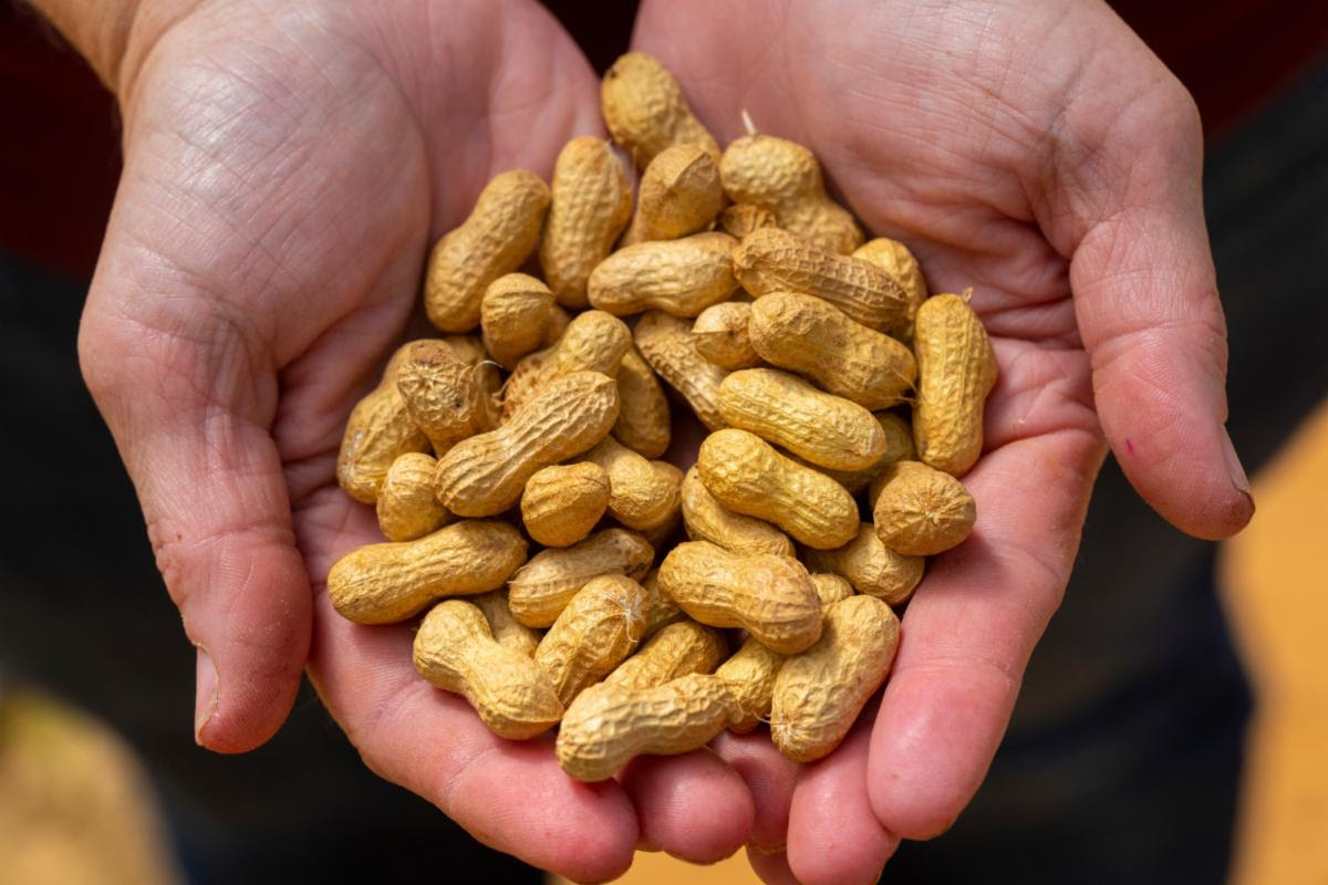 The 2023 peanut production is 107% higher than last year although the state has experienced extreme drought.
