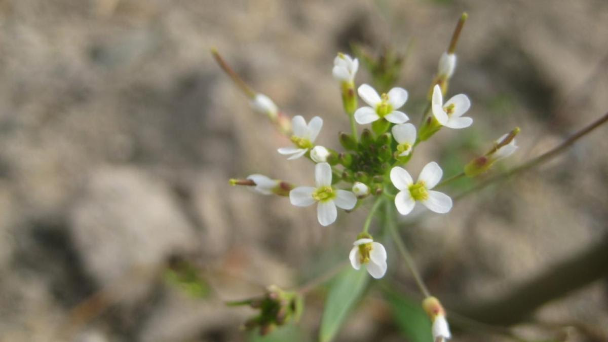 Studying the genome of thale cress, a small flowering weed, led to a new understanding about DNA mutations. (Pádraic Flood)
