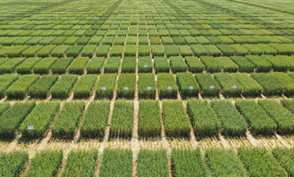 A drone shot of the irrigated uniform variety wheat trial near Bushland gives a perspective on the differences in hard red winter wheat varieties, including those bred by Texas A&M AgriLife. (Texas A&M AgriLife drone photo by Shannon Baker)