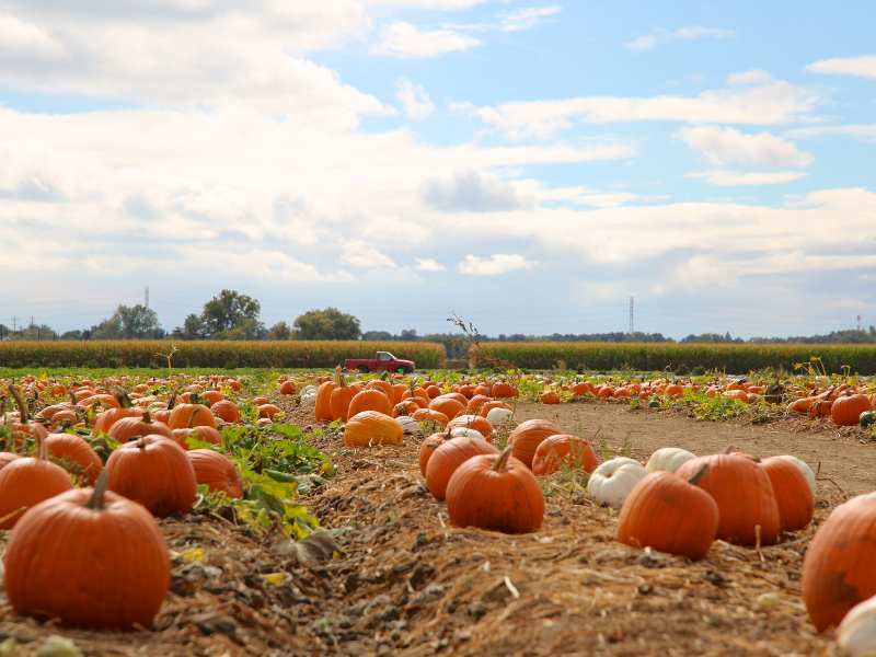 Agritourism enterprises have shown to benefit communities by connecting consumers with agriculture and help preserve farmland in rural and peri-urban communities. Shown here, a pumpkin patch where people can pick their own pumpkin as part of fall activities. Credit: Canva Pro
