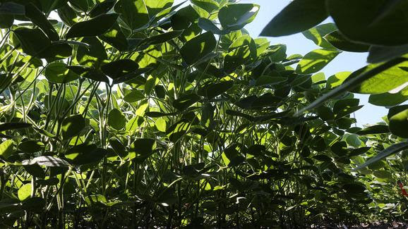 Soybean Photosynthesis Improvement