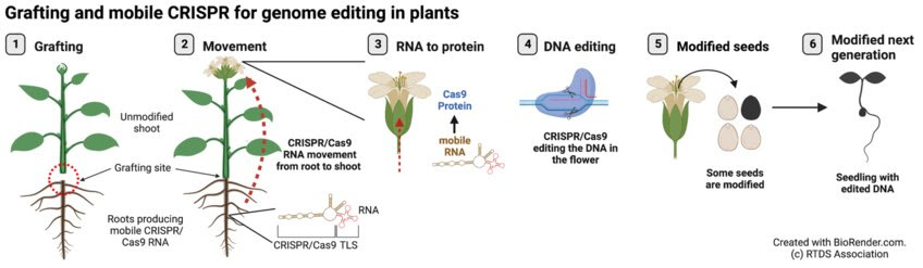 Breakthrough in plant breeding - Grafting and mobile CRISPR for genome editing in plants