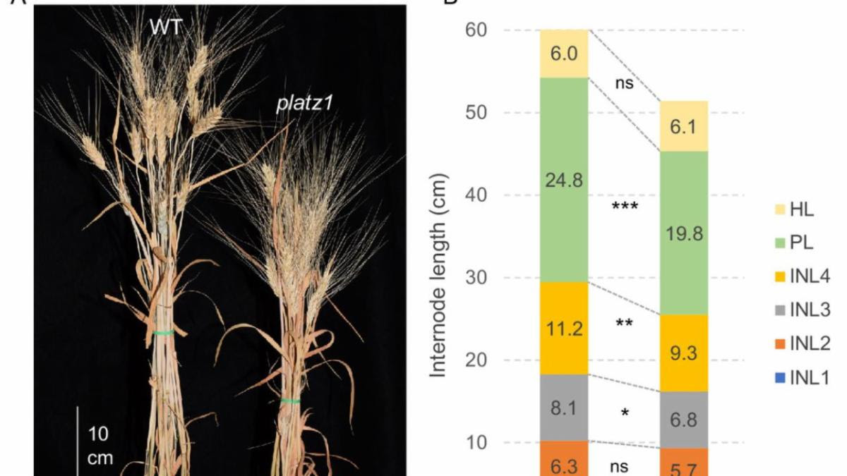 Newly discovered gene overcomes limitations of earlier dwarf wheat