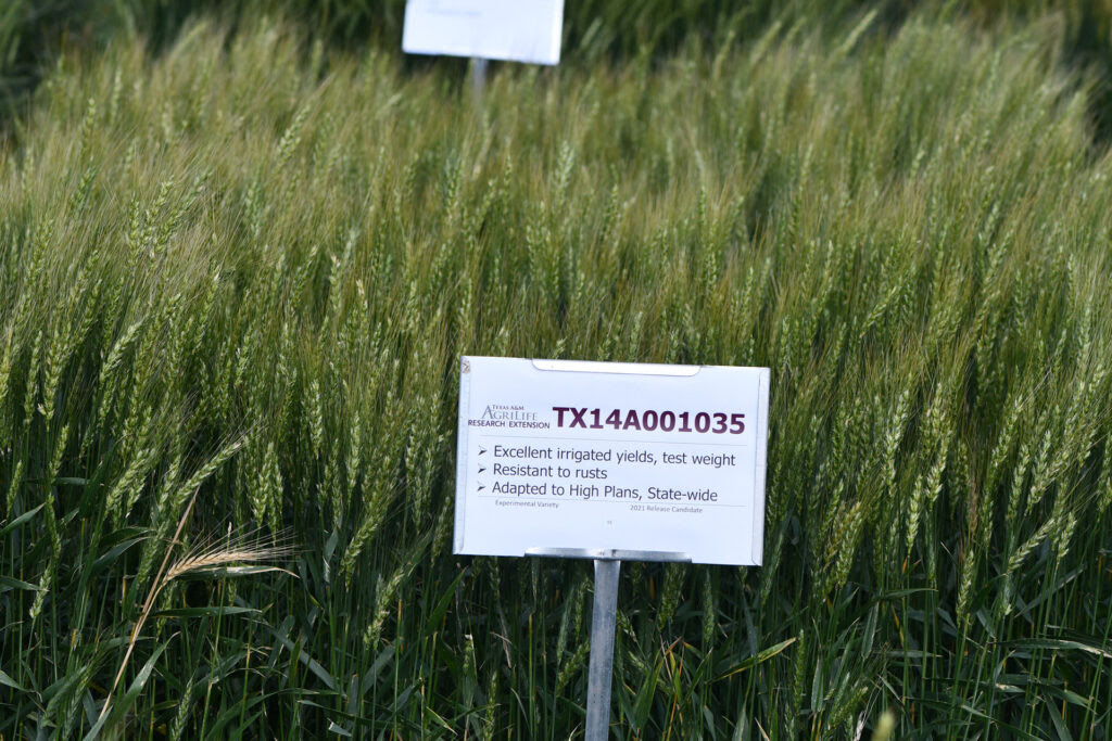Texas A&M AgriLife’s public breeding program releases new wheat, triticale varieties