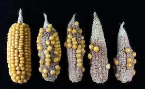 Non-stressed corn, at left, compared to corn that was heat stressed at different stages of pollen development. (credit: Kevin Begcy, UF/IFAS)
