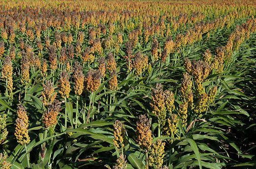 Kansas State University lands $1M to boost grain sorghum research 