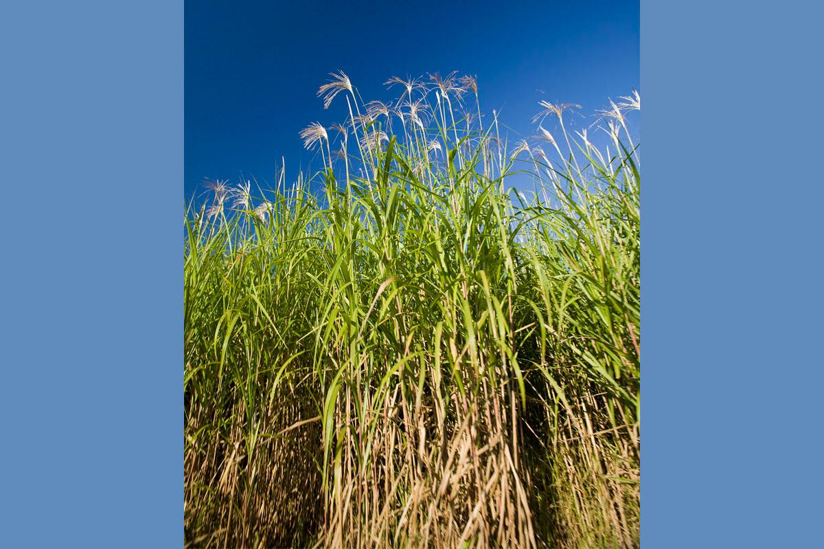 Miscanthus species are bioenergy crops because they require lower nutrient concentrations to achieve more growth