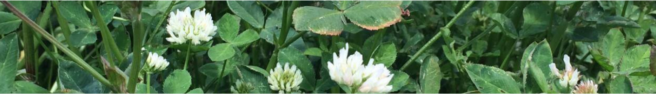 Smith Seed Clover Forage