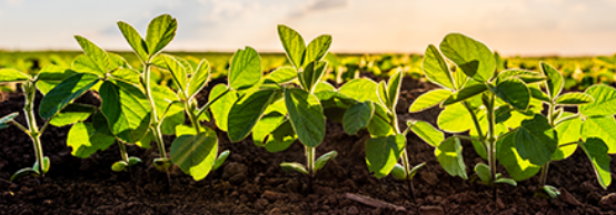 Syngenta Seedcare and Bioceres Crop Solutions