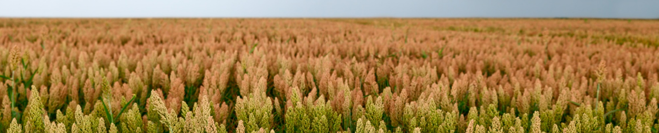 Warner Seeds Grain Sorghum Field