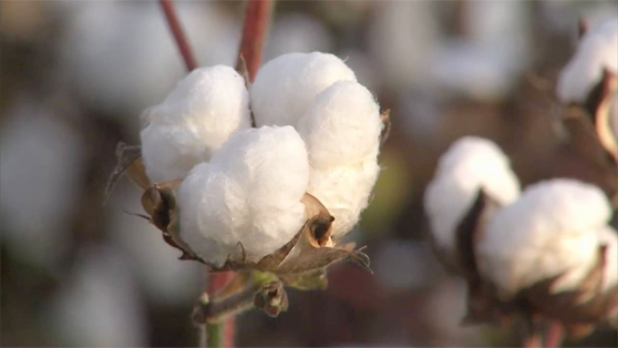 West Gaines Seed Cotton