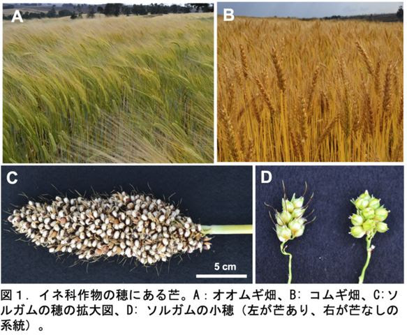 Gene hunting and awn elongation in sorghum