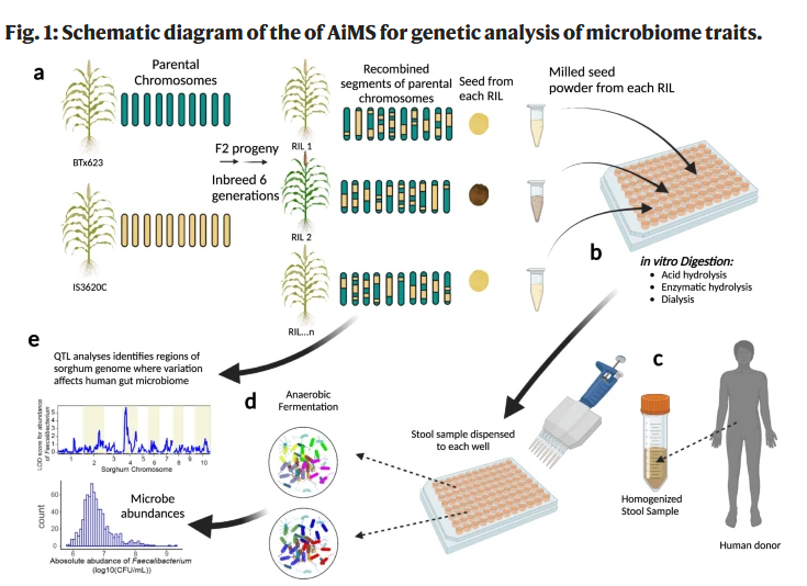 AiMS for genetic analysis of microbime traits